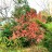 Пузыреплодник Эмбер Джубили, Physocarpus opulifolius Amber Jubilee - Пузыреплодник Эмбер Джубили, Physocarpus opulifolius Amber Jubilee, осенью в саду