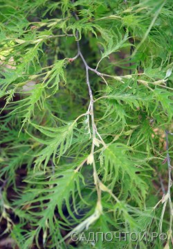 Ольха серая разрезнолистная или перистонадрезанная, Alnus incana f. Laciniata