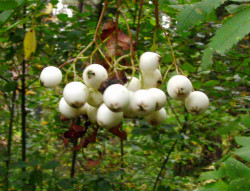  Рябина белоплодная кашмирская/цвета слоновой кости, Sorbus cashmiriana/eburnea