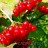 Калина красная, Viburnum opulus, садовая форма - Калина красная, Viburnum opulus, садовая форма, ягоды.