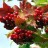 Калина красная, Viburnum opulus, садовая форма - Калина красная, Viburnum opulus, садовая форма, плоды.