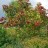Калина красная, Viburnum opulus, садовая форма - Калина красная, Viburnum opulus, садовая форма, куст.