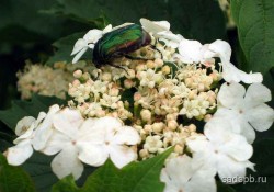 Калина красная, Viburnum opulus, садовая форма