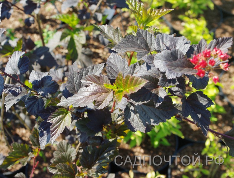Пузыреплодник калинолистный "Ред Барон", Physocarpus opulifolius "Red Baron"