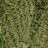 Бархат амурский - Phellodendron amurense_2gy.jpg