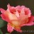 Роза "Декор Арлекин", Rosa "Decor Arlequin" - Роза "Decor Arlequin" цветок
