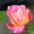Роза "Декор Арлекин", Rosa "Decor Arlequin" - Роза "Decor Arlequin" цветение
