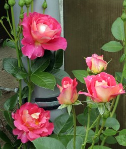 Роза "Декор Арлекин", Rosa "Decor Arlequin"