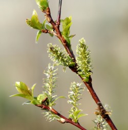 Ива, Salix