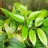 Леукотоэ Дефонтена, Leucothoe fontanesiana, местная зимостойкая форма - Леукотоэ Дефонтена, Leucothoe fontanesiana, местная зимостойкая форма, летняя окраска листьев.