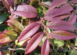 Леукотоэ Дефонтена, Leucothoe fontanesiana, местная зимостойкая форма