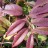 Леукотоэ Дефонтена, Leucothoe fontanesiana, местная зимостойкая форма - Леукотоэ Дефонтена, Leucothoe fontanesiana, местная зимостойкая форма, молодая листва.