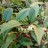Леукотоэ Дефонтена, Leucothoe fontanesiana, местная зимостойкая форма - Леукотоэ Дефонтена, Leucothoe fontanesiana, местная зимостойкая форма, цветение.