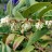 Леукотоэ Дефонтена, Leucothoe fontanesiana, местная зимостойкая форма - Леукотоэ Дефонтена, Leucothoe fontanesiana, местная зимостойкая форма, соцветия.