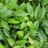 Леукотоэ Дефонтена, Leucothoe fontanesiana, местная зимостойкая форма - Леукотоэ Дефонтена, Leucothoe fontanesiana, местная зимостойкая форма