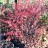 Кизильник блестящий, Cotoneaster lucidus  - Кизильник блестящий, Cotoneaster lucidus осенью