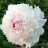 Пион "Фестива Максима", Paeonia "Festiva Maxima" - Пион "Фестива Максима", Paeonia "Festiva Maxima"