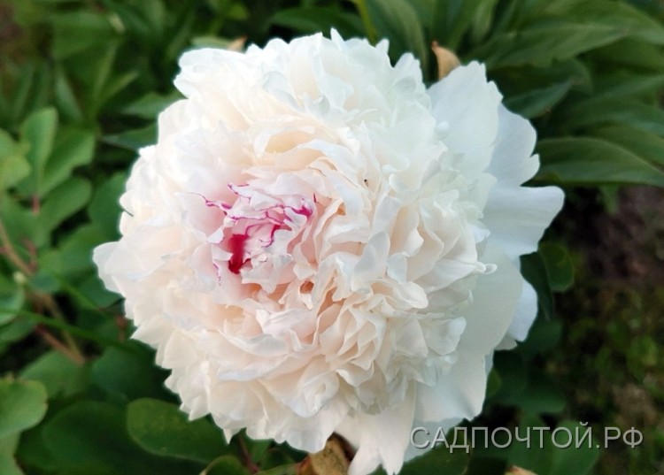 Пион "Фестива Максима", Paeonia "Festiva Maxima" Исключительный по красоте и популярности сорт травянистого густомахрового пиона.
- Классический сорт, проверенный временем. Ему уже более 150 лет.
- Относится к устойчивым в нашем климате молочноцветковым пионам.
- Пышное, обильное цветение и крупные белые махровые цветы с алыми проблескам на лепестках.
- Высота 0,6-1 метр.
- Аромат, усиливающийся к вечеру.
 
    
        
            
                                        

