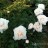 Пион "Фестива Максима", Paeonia "Festiva Maxima" - Пион "Фестива Максима", "Festiva Maxima", разгар цветения.
