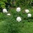 Пион "Фестива Максима", Paeonia "Festiva Maxima" - Пион "Фестива Максима", "Festiva Maxima", куст.