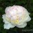 Пион "Фестива Максима", Paeonia "Festiva Maxima" - Пион "Фестива Максима", Paeonia "Festiva Maxima"