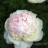 Пион "Фестива Максима", Paeonia "Festiva Maxima" - Пион "Фестива Максима", Paeonia "Festiva Maxima"