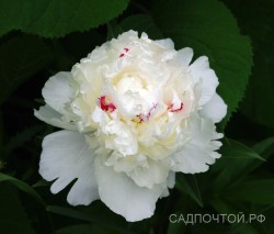 Пион "Фестива Максима", Paeonia "Festiva Maxima"