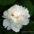Пион "Фестива Максима", Paeonia "Festiva Maxima" - Пион "Фестива Максима", Paeonia "Festiva Maxima"