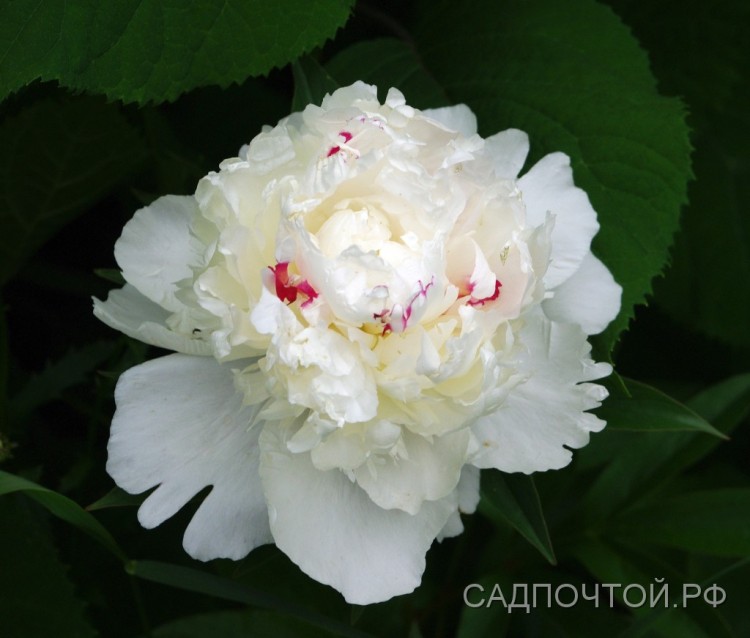 Пион &quot;Фестива Максима&quot;, Paeonia &quot;Festiva Maxima&quot; Исключительный по красоте и популярности сорт травянистого густомахрового пиона.
- Классический сорт, проверенный временем. Ему уже более 150 лет.
- Относится к устойчивым в нашем климате молочноцветковым пионам.
- Пышное, обильное цветение и крупные белые махровые цветы с алыми проблескам на лепестках.
- Высота 0,6-1 метр.
- Аромат, усиливающийся к вечеру.
 
    
        
            
                                        

