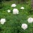 Пион "Фестива Максима", Paeonia "Festiva Maxima" - Пион "Фестива Максима", Paeonia "Festiva Maxima"
