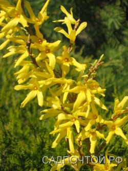 Форзиция, Forsythia