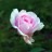 Роза махровая, розовая, сорт неизвестен - Роза махровая, розовая, сорт неизвестен