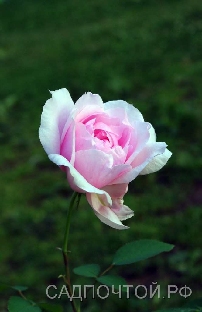 Роза махровая, розовая, сорт неизвестен Симпатичная роза открытого грунта.
