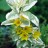 Вербейник точечный пестролистный "Александр" - Вербейник точечный пестролистный "Александр", цветы.