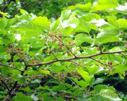 Шелковица красная, Morus rubra, местная зимостойкая форма