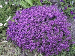 Тимьян или чабрец Перпл Бьюти, Thymus Purple Beauty