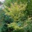 Клен маньчжурский, Acer mandshuricum - Клен маньчжурский, Acer mandshuricum, дерево в парке.