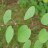 Багрянник величественный, набор из 3 растений - Багрянник величественный, листья