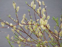 Верба красная или ива остролистная, Salix acutifolia