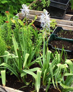 Камассия Лейхтлина, Camassia leichtlinii 