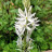 Камассия Лейхтлина, Camassia leichtlinii  - Камассия Лейхтлина, Camassia leichtlinii, соцветие