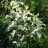 Лох серебристый, Elaeagnus argentea - Elaeagnus argentea_1.jpg