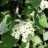 Калина гордовина, Viburnum lantana - Калина гордовина, Viburnum lantana, соцветие.