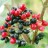 Калина гордовина, Viburnum lantana - Калина гордовина, Viburnum lantana плоды