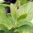 Калина гордовина, Viburnum lantana - Калина гордовина, Viburnum lantana листья