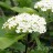 Калина гордовина, Viburnum lantana - Калина гордовина, Viburnum lantana цветы