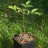 Бархат японский, набор из 3 растений - Phellodendron japonicum_1.jpg
