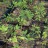 Бархат японский, набор из 3 растений - Phellodendron japonicum_2.jpg