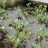 Вахта трехлистная, набор из 3-5 растений - Вахта трехлистная или трилистник водяной