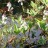 Вахта трехлистная, набор из 3-5 растений - Menyanthes trifoliata, вахта трехлистная или трилистник водяной в пруду.